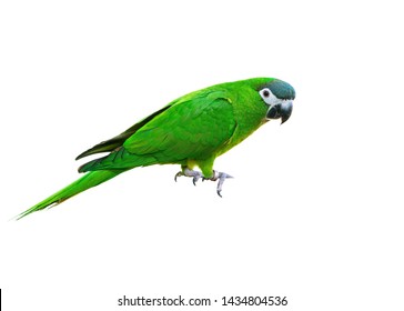 Scarlet Macaw Colorful Bird Perching On Stock Photo (Edit Now) 738920959