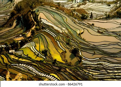 Hani Rice Terraces Of Yuanyang, Yunnan, China