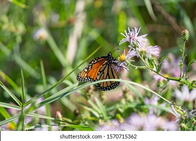 Hanna Park Butterfly Near The Parks Lake Area.