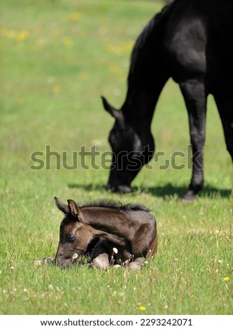 hanoverian horse foal filly colt horse baby lying down with mare or mother in background in green pasture in spring time or summer purebred foal and mare cute vertical equine image with room for type