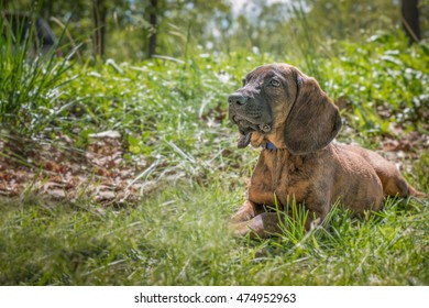 Hanoverian Scent Hound Puppy Portrait In Outdoor Setting