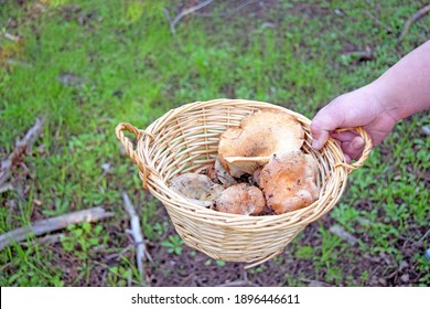 Hans Of A Woman Holding A Basket With Mushrooms She Has Picked Up In The Field