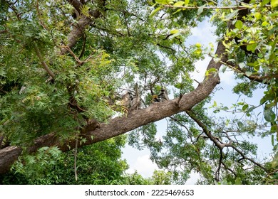 HANUMAN LANGUR Or Grey Langur (Semnopithecus), Is A Genus Of Old World Monkeys Native To The Indian Subcontinent.