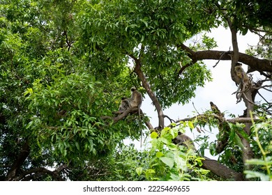 HANUMAN LANGUR Or Grey Langur (Semnopithecus), Is A Genus Of Old World Monkeys Native To The Indian Subcontinent.