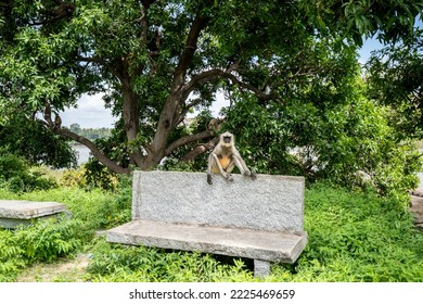 HANUMAN LANGUR Or Grey Langur (Semnopithecus), Is A Genus Of Old World Monkeys Native To The Indian Subcontinent.