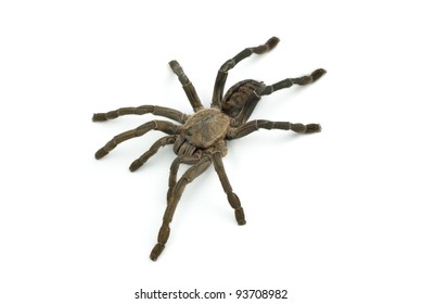 Haplopelma Albostriatumone Four Tarantula Species Thailand Stock Photo ...