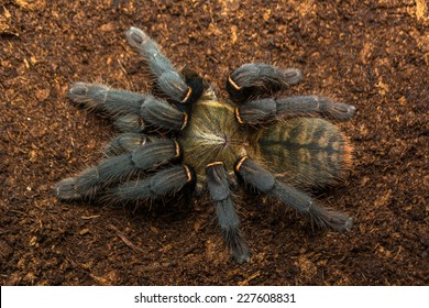 128 Zebra tarantula Images, Stock Photos & Vectors | Shutterstock