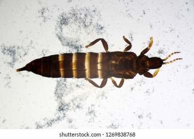 Haplothrips Bilder, Stockfotos und Shutterstock