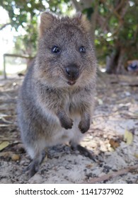 766 Quokka smile Images, Stock Photos & Vectors | Shutterstock