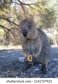 Happiest Animal On Earthquokkasetonix Brachyurus On Stock Photo ...