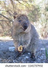 Happiest Animal On Earthquokkasetonix Brachyurus On Stock Photo ...