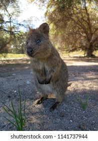 Happiest Animal On Earthquokkasetonix Brachyurus On Stock Photo (edit 