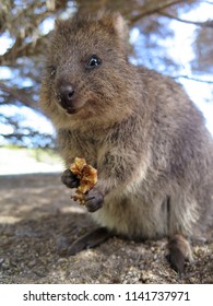 Happiest Animal On Earthquokkasetonix Brachyurus On Stock Photo ...