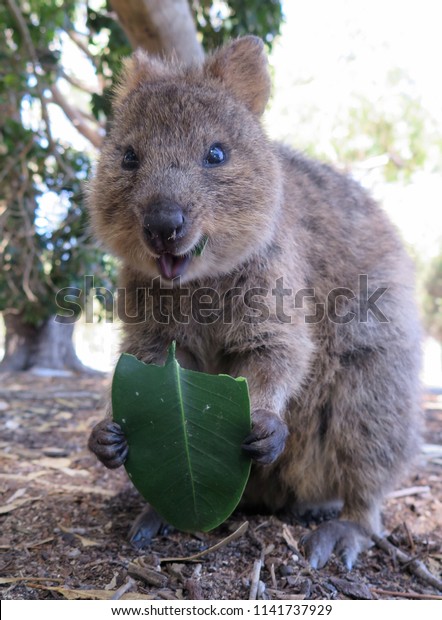 西オーストラリアのロットネスト島にある地球上で最も幸せな動物 クォッカ セトニクス ブラキウルス の写真素材 今すぐ編集