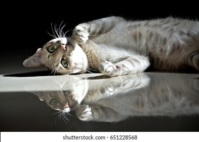 Happily Cat Lie Down On The Shiny Floor