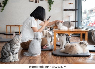 Happiness Asian Woman Playing With Cats In Cat Cafe. Cat Cafe Are A Type Of Coffee Shop Where Patrons Can Play With Cats That Roam Freely Around The Establishment.