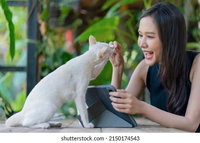 happiness cat owner asian female woman hand pet cuddle her white cat while sit relax in the garden at home,young asian woman playing with her cat in the garden