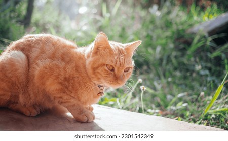 The happiness of Ginger tabby young cat sitting on the concrete floor in the garden with the morning sunlight.orange cat outdoor - Shutterstock ID 2301542349