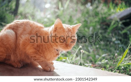 The happiness of Ginger tabby young cat sitting on the concrete floor in the garden with the morning sunlight.orange cat outdoor