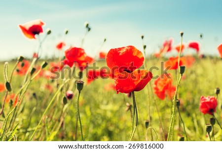 Similar – Image, Stock Photo Flowering poppy