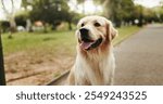 Happiness, relax and dog in park, pet and cheerful with fur, summer and carefree. Outdoor, sunshine and animal with nature, break and calm with golden retriever, healthy and playful with fun