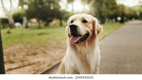 Happiness, relax and dog in park, pet and cheerful with fur, summer and carefree. Outdoor, sunshine and animal with nature, break and calm with golden retriever, healthy and playful with fun