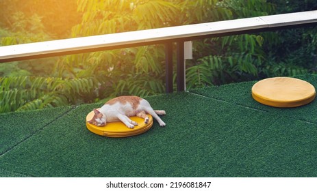 Happiness White And Brown Cat Lying Or Sleeps On Yellow Cushion On Artificial Grass At Balcony. Pet Having Nap Outdoor. The Joy Of Pet Resting Comfortably On Soft Cushions On Outside Porch Of House.