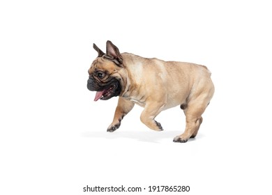 Happiness. Young French Bulldog is posing. Cute doggy or pet is playing, running and looking happy isolated on white background. Studio photoshot. Concept of motion, movement, action. Copyspace.