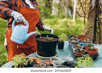 Happy 30s woman gardener in gloves waters pot with organic tomato vegetables. Gardener woman in apron and protective gloves plants tomato seedlings in a big pot. Planting and gardening concept. - Powered by Shutterstock