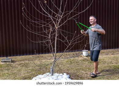 A Happy 45-50 Year Old Man Cuts The Branches Of A Fruit Tree With A Pruner. Spring Gardening, Apple Tree Care. Gardening Tools. Moistening Roots With Snow. Digital Detox, Real People, Cottage Life.