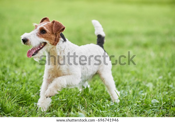 Happy and active fox terrier puppy running in\
the grass at the park copyspace nature recreation vitality\
healthcare animals pets concept.\
