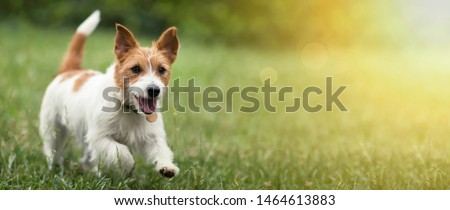 Happy active jack russel pet dog puppy running in the grass in summer, web banner with copy space