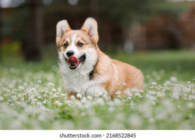 Happy and active purebred Welsh Corgi puppy dog outdoor in the grass