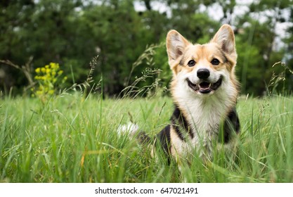 Happy and active purebred Welsh Corgi dog outdoors in the grass on a sunny summer day. - Shutterstock ID 647021491