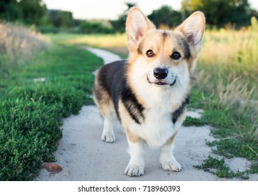 Happy Active Thoroughbred Welsh Corgi Dog Stock Photo 718960393 ...