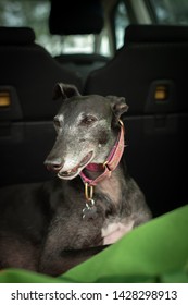 Happy Adopted Greyhound On A Car Journey