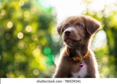 Happy Adorable Brown Labrador Retriever Puppy With Bokeh Leaf Abstract Background. Cute Smile Canine At Green Tree Leaf During Sunset With Copy Space For Text. 2018 Year Of Dog In Chinese Calendar.