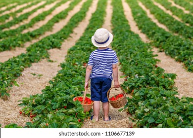 Happy adorable little kid boy picking and eating strawberries on organic berry bio farm in summer, on warm sunny day. Funny child having fun with helping. Strawberry plantation field, ripe red berries - Powered by Shutterstock