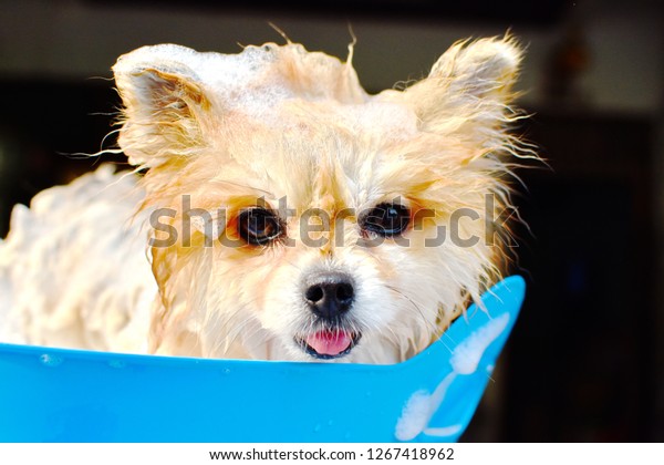 Happy Adorable Pomeranian Puppy Bathing Bubbles Stock Photo 1267418962 ...