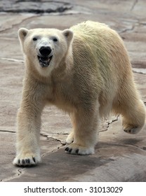 A Happy Adult Female Polar Bear (ursus Maritimus) Walking