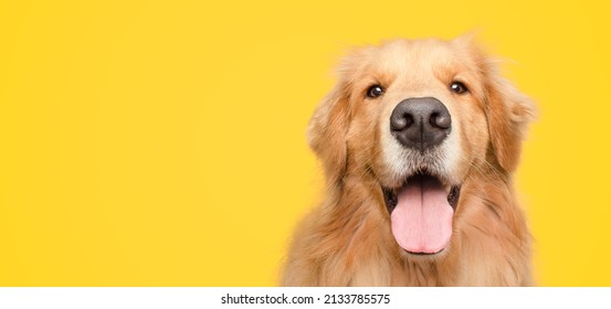 happy adult golden retriever dog smiling on isolated yellow background
 - Shutterstock ID 2133785575