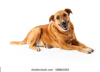 A Happy Adult Large Mixed Breed Golden Color Dog Laying Down With A Smile On His Face