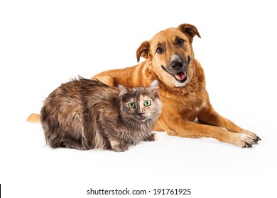 A Happy Adult Large Mixed Breed Golen Color Dog Laying Down With A Smile On His Face Next To A Pretty Persian Cat