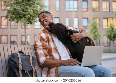 Happy African American man freelancer using laptop computer, working online, hugging with adorable pet. Labrador dog licking his owner in park, selective focus. Best friends concept 