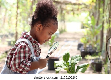 Happy African Girl With Black Curly Hair Holdis Magnifying Glass For Exploring Garden Form, Kid Observes Nature With Magnifying Glasses, Child Education Of Nature And Plant

Growing Learning Activity.