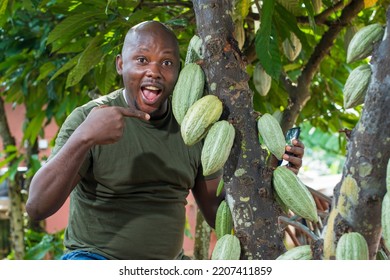 A Happy African Male Farmer, Trader, Entrepreneur Or Businessman From Nigeria, Pointing To The Cocoa Fruits On The Tree In A Farm