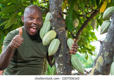 A Happy African Male Farmer, Trader, Entrepreneur Or Businessman From Nigeria, Holding A Cocoa Tree With Fruit And Doing Thumbs Up Gestures In A Farm