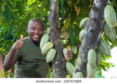 A Happy African Male Farmer, Trader, Entrepreneur Or Businessman From Nigeria, Holding A Cocoa Tree With Fruit And Doing Thumbs Up Gestures In A Farm