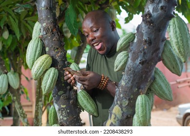 A Happy African Male Farmer, Trader, Entrepreneur Or Businessman From Nigeria, Holding Multiple Nigerian Naira Cash Notes In His Hands As He Stands Between A Cocoa Tree On A Farm