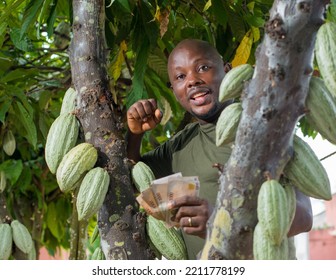 A Happy African Male Farmer, Trader, Entrepreneur Or Businessman From Nigeria, Holding Multiple Nigerian Naira Cash Notes In His Hands As He Stay Close To A Cocoa Tree In A Farm